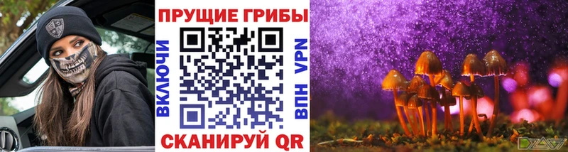 Галлюциногенные грибы Psilocybe  купить закладку  Холм 